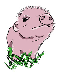 hand drawn curious piglet looking displeased comic style vector illustration