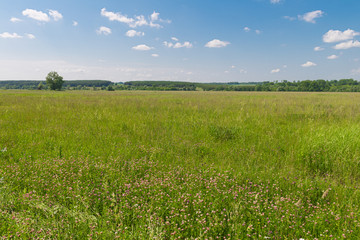 green field with forest on the horizon. blue sky with clouds