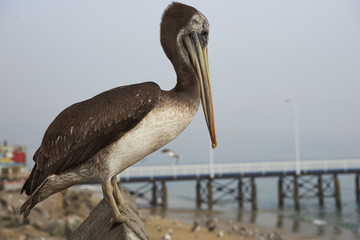 Peruvian Pelican (Pelecanus thagus) at the fish market in the UNESCO World Heritage port city of Valparaiso in Chile.