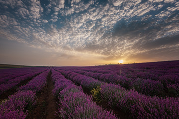 Obraz na płótnie Canvas Sunrise at lavender field, near Burgas city, Bulgaria