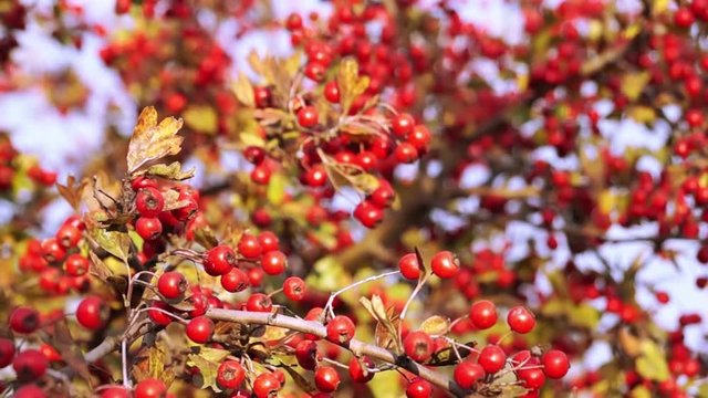 Crataegus Commonly Called Hawthorn, Thornapple, May-tree, Whitethorn, or Hawberry, is a Large Genus of Shrubs and Trees in the Family Rosaceae.
