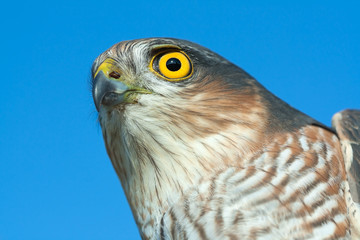 Sparrow-hawk