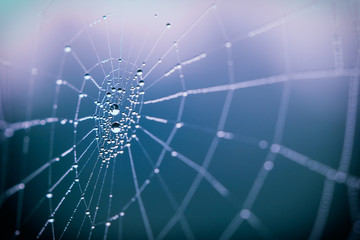 Spider Web in the morning