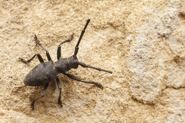 Black cerambyx insect