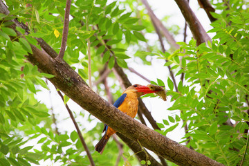 bright kingfisher sit on the brunch and take fish in the beak