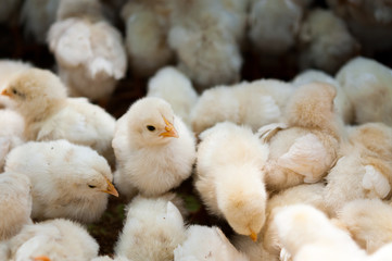 ひよこ © dtatewa