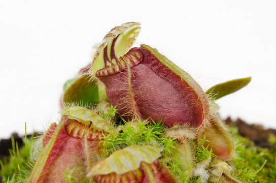 Zwergkrug, fleischfrssende Pflanze aus Australien