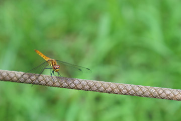 Dragonfly