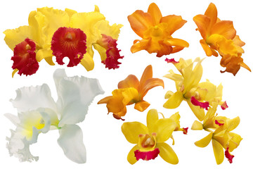 Set of colorful orchid isolated on white background