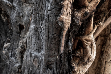 Burnt tree from wildfire