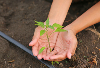 Young chili tree in woman hands
