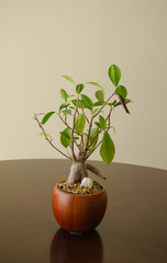 bonsai Plant