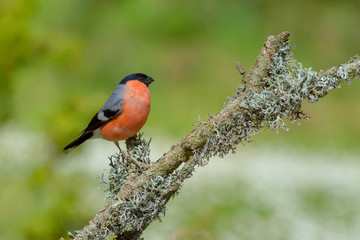 Bullfinch, Pyrrhula pyrrhula, sitting on lichen branch