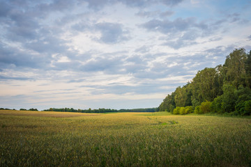 Wheat field and green trees