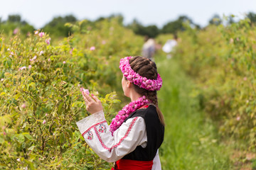 Naklejka premium Girl picking roses