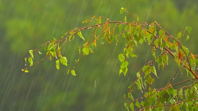 Branches a birch under a summer rain
