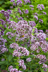 Medicinal plant Oregano ( Latin name Origanum )