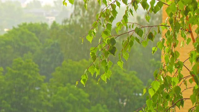 Branches a birch under a summer rain
