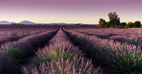 Deurstickers Lavendel lavendelveld