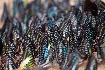 background of colorful butterfly wings