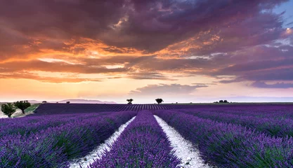Fototapete Lavendel Sonnenuntergang über einem Lavendelfeld