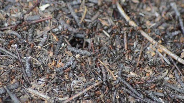 ant colony building anthill