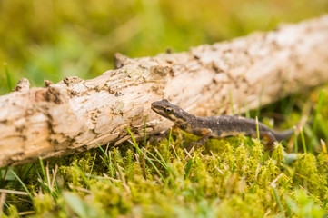 A small salamander in the green grass