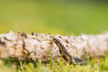 Obraz premium A small salamander in the green grass