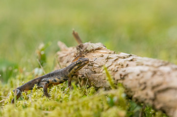 A small salamander in the green grass