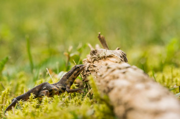 A small salamander in the green grass