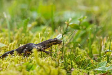 Fototapeta premium A small salamander in the green grass