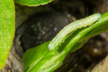 A green loopers larva