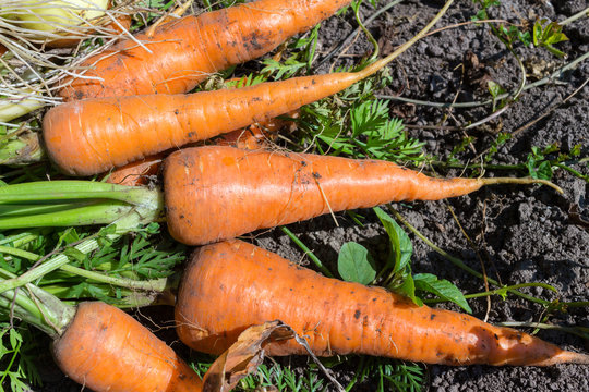 Heap of fresh, organic vegetables carrots, onion dill on field.