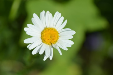 Fototapeta premium white Daisy flower