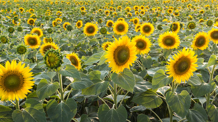 Field of blooming sunflowers, landscape background.
