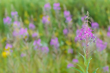 Ivan flower tea (Chamerion angostifolium) on field background