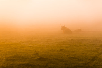 Highland cattle in the fog of sunrise on meadow. - obrazy, fototapety, plakaty