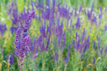 Salvia officinalis on field background