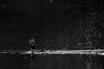 Goldeneye drake courtship display early in the morning