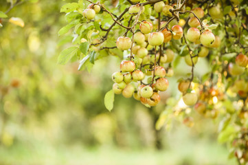 Apple tree in old apple orchard.