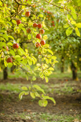 Apple tree in old apple orchard.
