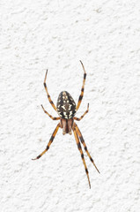 Araña