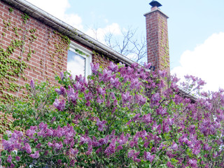 Thornhill lilac 2016