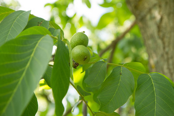 The common walnut in growth