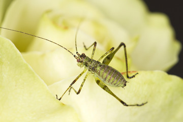 Kleine Heuschrecke auf Rosenblüte