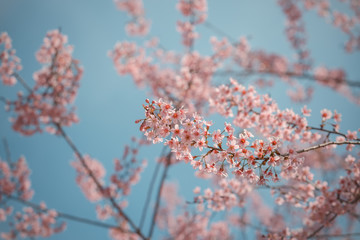 Wild Himalayan Cherry spring blossom