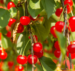 Cherry fruits on a branch