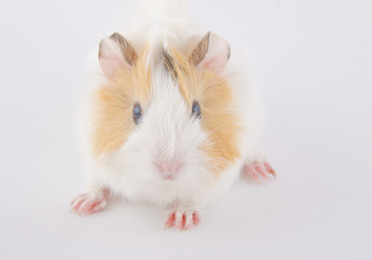 Cute newborn guinea pig baby (on the white background), selective focus on the guinea pig head