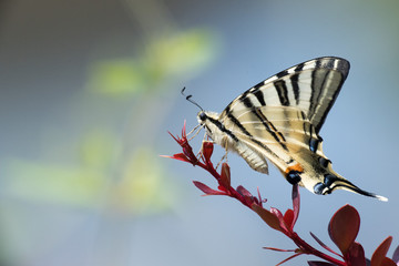 swallow tail butterfly machaon close up portrait