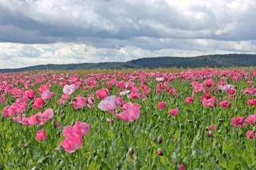 Obraz premium Schlafmohnblüte (Papaver somniferum) in Germerode am Meißner 